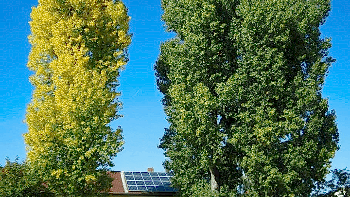 Kanada Kavağı Kavak Ağacı